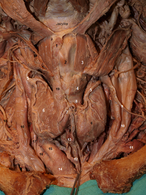 Glandula thyroidea