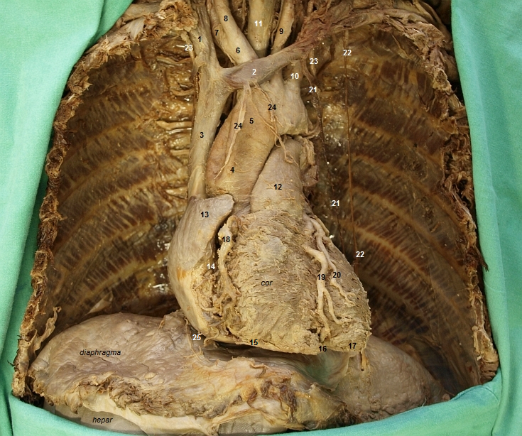 Pohled na orgny hornho a stednho mezihrud (pohled zepedu)