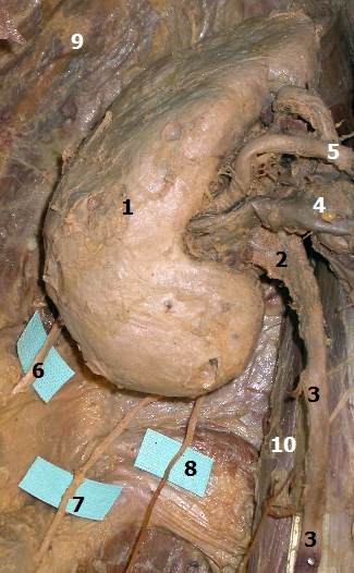 Pohled na pravou ledvinu a jej okol