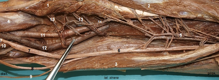 Cvy a nervy zadn strany stehna (detail)