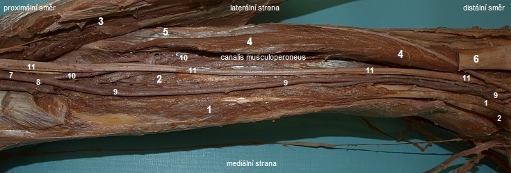 Prbh a vtven cv na zadn stran brce, canalis musculoperoneus
