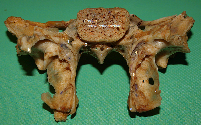Klnov kost (zezadu)