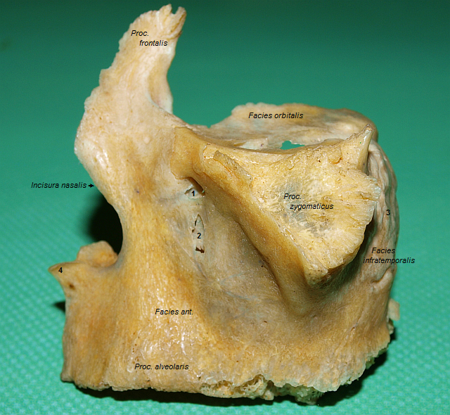 Lev maxilla (laterln strana)