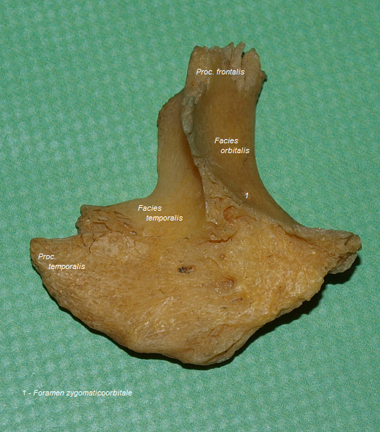 Lcn kost (lev, vnitn strana)
